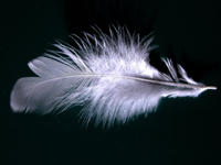 feather